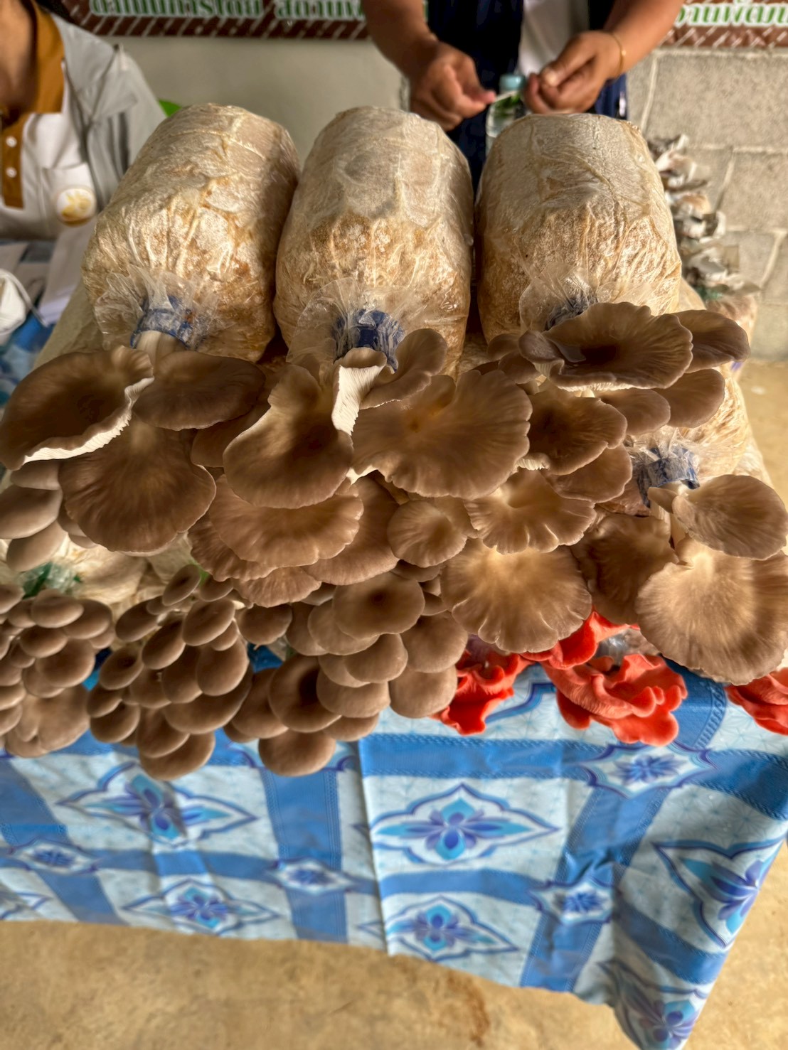 title - ส.ป.ก.จันทบุรี อบรมโครงการพัชรสุธาคชานุรักษ์ ปีงบประมาณ พ.ศ. 2569 